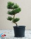 Tvarované stromy NIWAKI Pinus nigra H2 - 