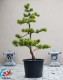 Tvarované stromy NIWAKI Pinus mugo Wintergolg  H3 - 