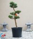 Tvarované stromy NIWAKI Pinus sylvestris Watereri H5 - 